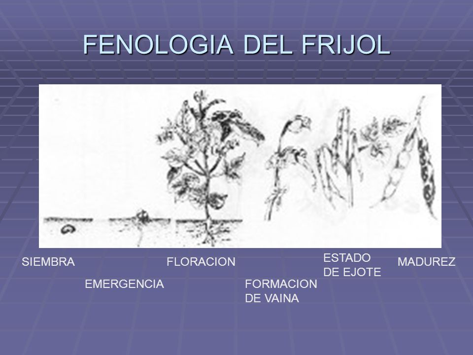 FENOLOGIA DEL FRIJOL PDF DOWNLOAD FENOLOGIA DEL FRIJOL PDF DOWNLOAD